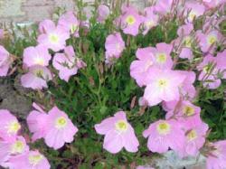 Perene: OENOTHERA SPECIOSA - roze nocurak