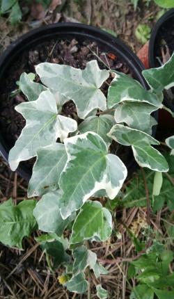 Sadnice - puzavice: Hedera Helix  Glacier-velika biljka