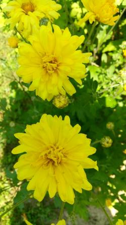 Perene: Hrizantema letnja žuta(cveta 2 puta) 