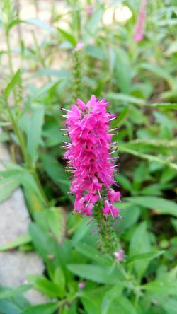 Perene: Veronica spicata 