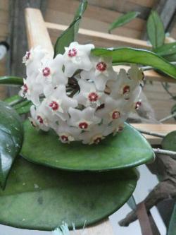 Sadnice - sobne biljke: Hoya carnosa 