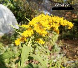 Perene: Solidago - Zlatica