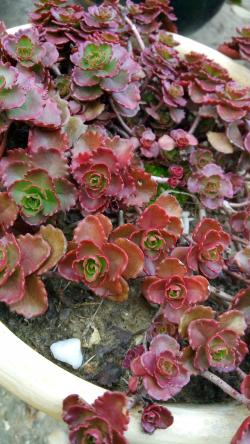 Perene: Sedum spurium Dragon's blood