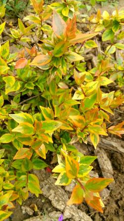 Sadnice - žbunaste vrste: Abelia x grandiflora Caleidoscope