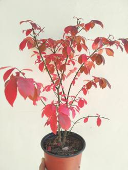 Sadnice - žbunaste vrste: Euonymus alatus vatreni žbun