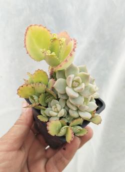 Sadnice - sobne biljke: Sukulente mix