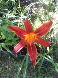 Lukovice: Hemerocalis fulva Crimson Pirate