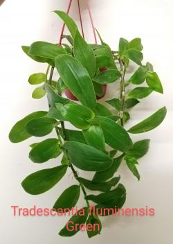 Sadnice - sobne biljke: Tradescantia fluminensis Green