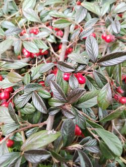 Sadnice - žbunaste vrste: Cotoneaster salicifolius Scarlet leader