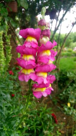 Seme cveća: Antirrhinum majus-zevalice