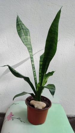 Sadnice - sobne biljke: Sanseveria trifasciata Zeyllanica