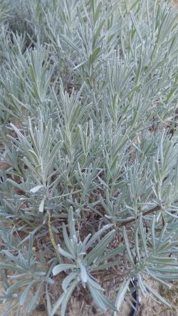 Začini i lekovito bilje: Lavandula angustifolia Rosea