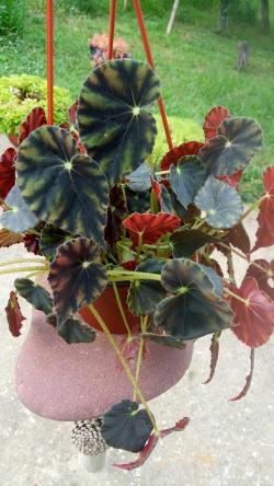 Sadnice - sobne biljke: Begonia mazae nigricans