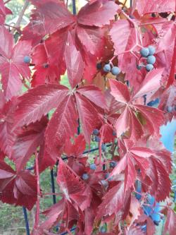 Sadnice - puzavice: Parthenocissus Quinquefolia-Petoprsta loza
