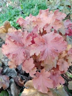 Perene: Heuchera Caramel