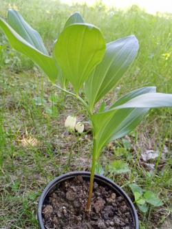 Perene: Polygonatum odoratum-Solomonov pečat