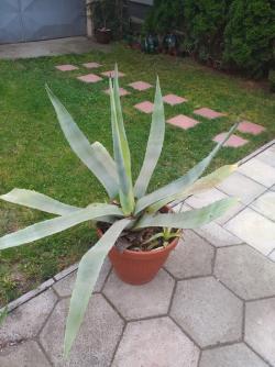 Sadnice - sobne biljke: Yucca Agava