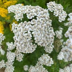 Začini i lekovito bilje: Hajdučka trava Hajdučica Ahilea Achillea Millefolium