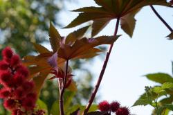 Seme cveća: Ricinus crveni domaći permakulturni organski seme semena