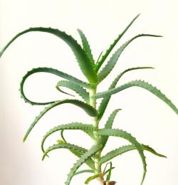 Sadnice - sobne biljke: Aloe vera- mlada biljka