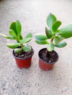 Sadnice - sobne biljke: Crassula ovata- mlada biljka