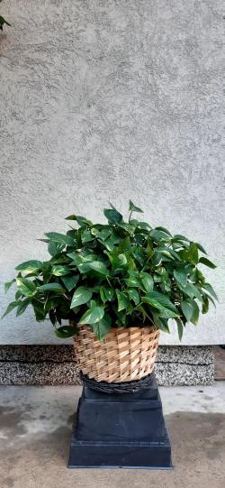 Sadnice - puzavice: pothos puzavica - kineski evergrin