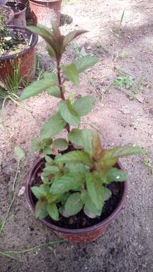 Začini i lekovito bilje: Menta piperita - nana