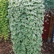 Sadnice - puzavice: Glehoma