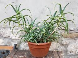 Sadnice - sobne biljke: Aloe arborescens