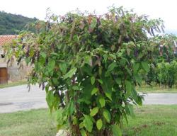 Začini i lekovito bilje: Vinobojka (Phytolacca americana