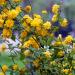 Sadnice - žbunaste vrste: Keria japonica – pleniflora 2.god, slika3