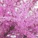 Sadnice - drveće: Judino drvo - Cercis siliquastrum, slika1