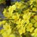 Sadnice - žbunaste vrste: Zuti - Zimski jasmin - Jasminum nudiflorum 1 god., slika4
