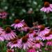 Seme cveća: Ehinacea - Echinacea purpurea - SEME, slika1