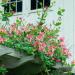 Sadnice - puzavice: Orlovi nokti PASTEL - Lonicera heckrotti Gold. 2 god., slika1