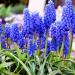 Lukovice: Muscari armeniacum, slika3
