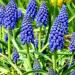 Lukovice: Muscari armeniacum, slika1