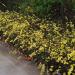 Sadnice - žbunaste vrste: Zuti - Zimski jasmin - Jasminum nudiflorum 1 god., slika5