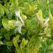 Sadnice - puzavice: Orlovi nokti - Lonicera japonica Thunb. `Aureoreticulat, slika2