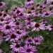 Perene: Ehinacea - Echinacea purpurea SADNICE 1 god., slika2