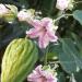 Sadnice - puzavice: Araujia sericifera 2 god., slika3