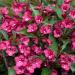 Sadnice - žbunaste vrste: JASMIN BORDE BOJE - WEIGELA 2 god., slika1