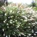 Sadnice - žbunaste vrste: Letnji jorgovan - Buddleja White Profusion, slika1