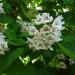 Sadnice - drveće: Katalpa - Katalpa bignonioides, slika3