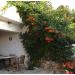 Sadnice - puzavice: Tekoma - Campsis radicans 1 god., slika1