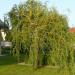 Sadnice - drveće: Kovrdžava vrba - Salix matsudana Tortuosa, slika3