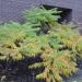 Sadnice - puzavice: Orlovi nokti PASTEL - Lonicera heckrotti Gold. 1 god., slika1