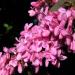 Sadnice - drveće: Judino drvo - Cercis siliquastrum 2 god, slika2