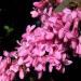 Seme drveća: Judino drvo - Cercis siliquastrum SEME, slika2