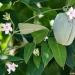 Sadnice - puzavice: Araujia sericifera 2 god., slika1